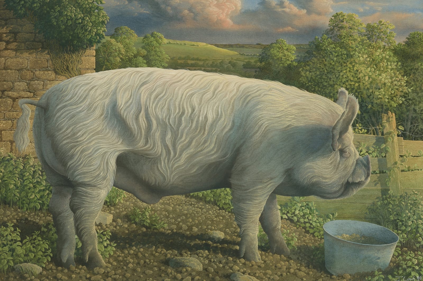 James Lynch, Middle White Pig