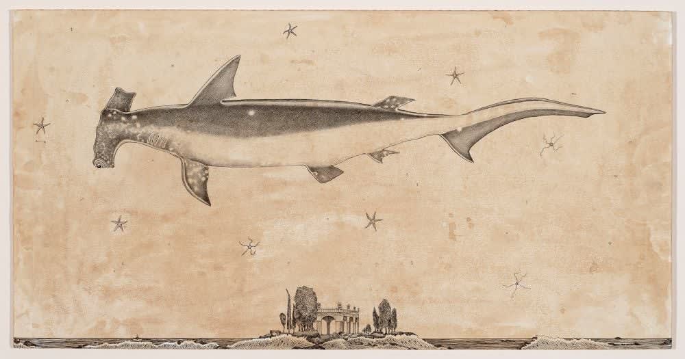 Andrea Collesano, SPHYRNIDAE ( Hammerhead Shark ), 2025