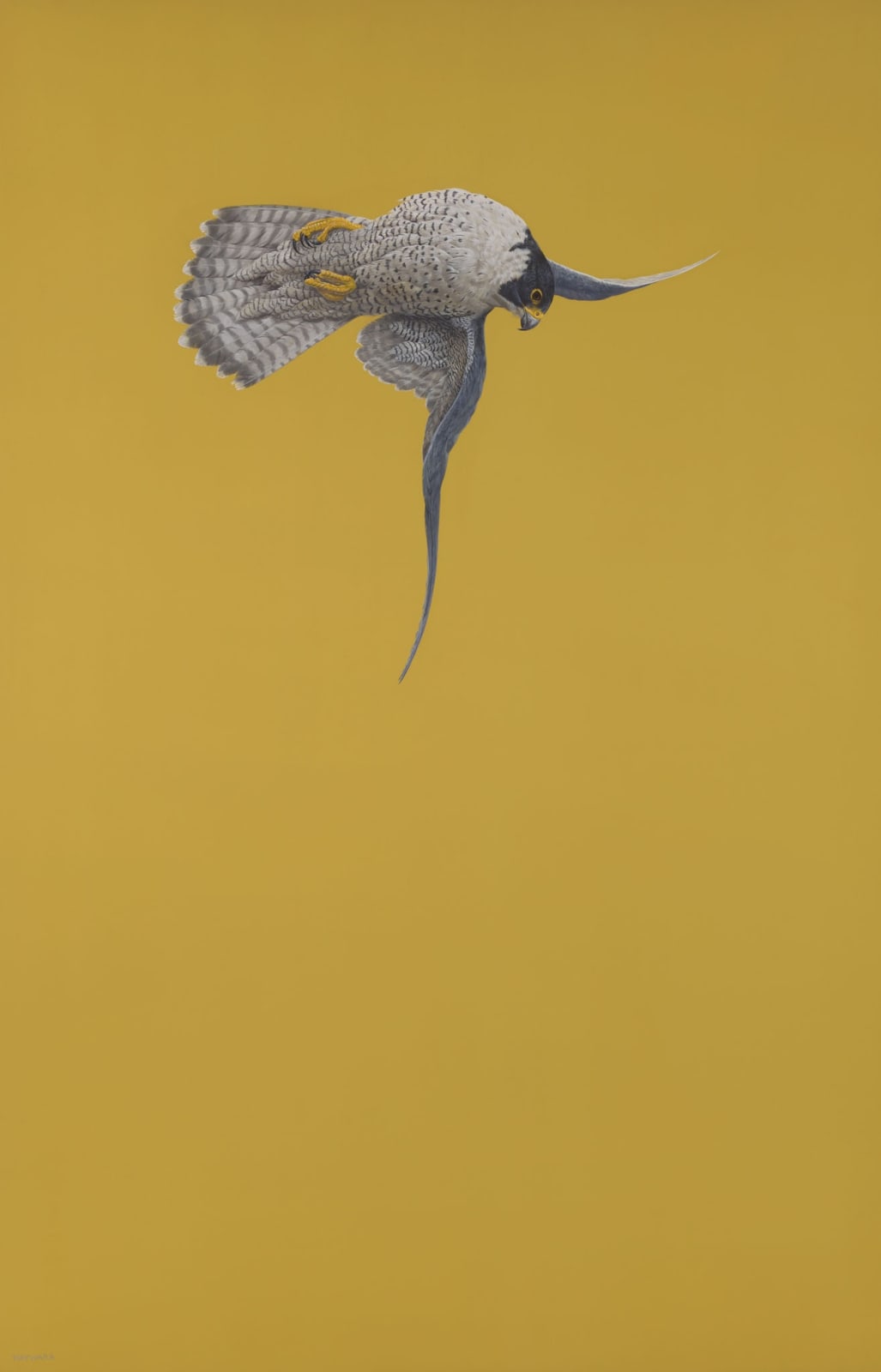 Tim Hayward, Yellow Stoop (Peregrine Falcon)
