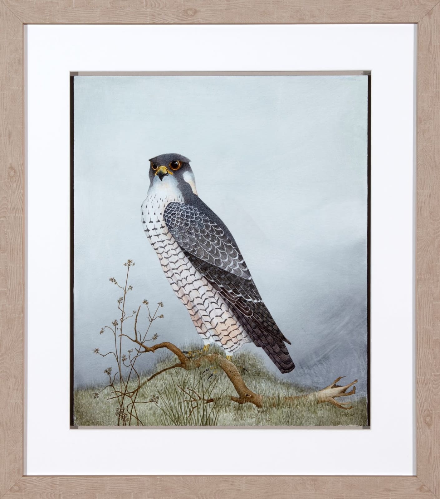 Harriet Bane, The Peregrine, 2025