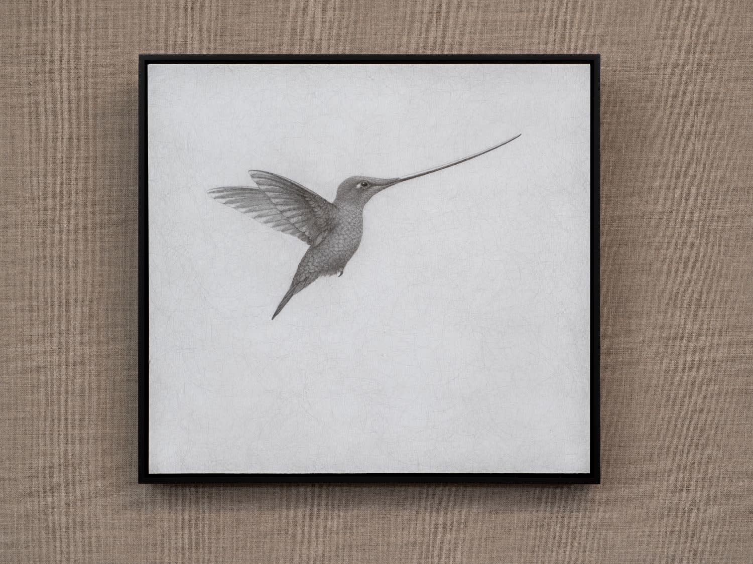Lee Andre, Sword-billed Hummingbird , 2024