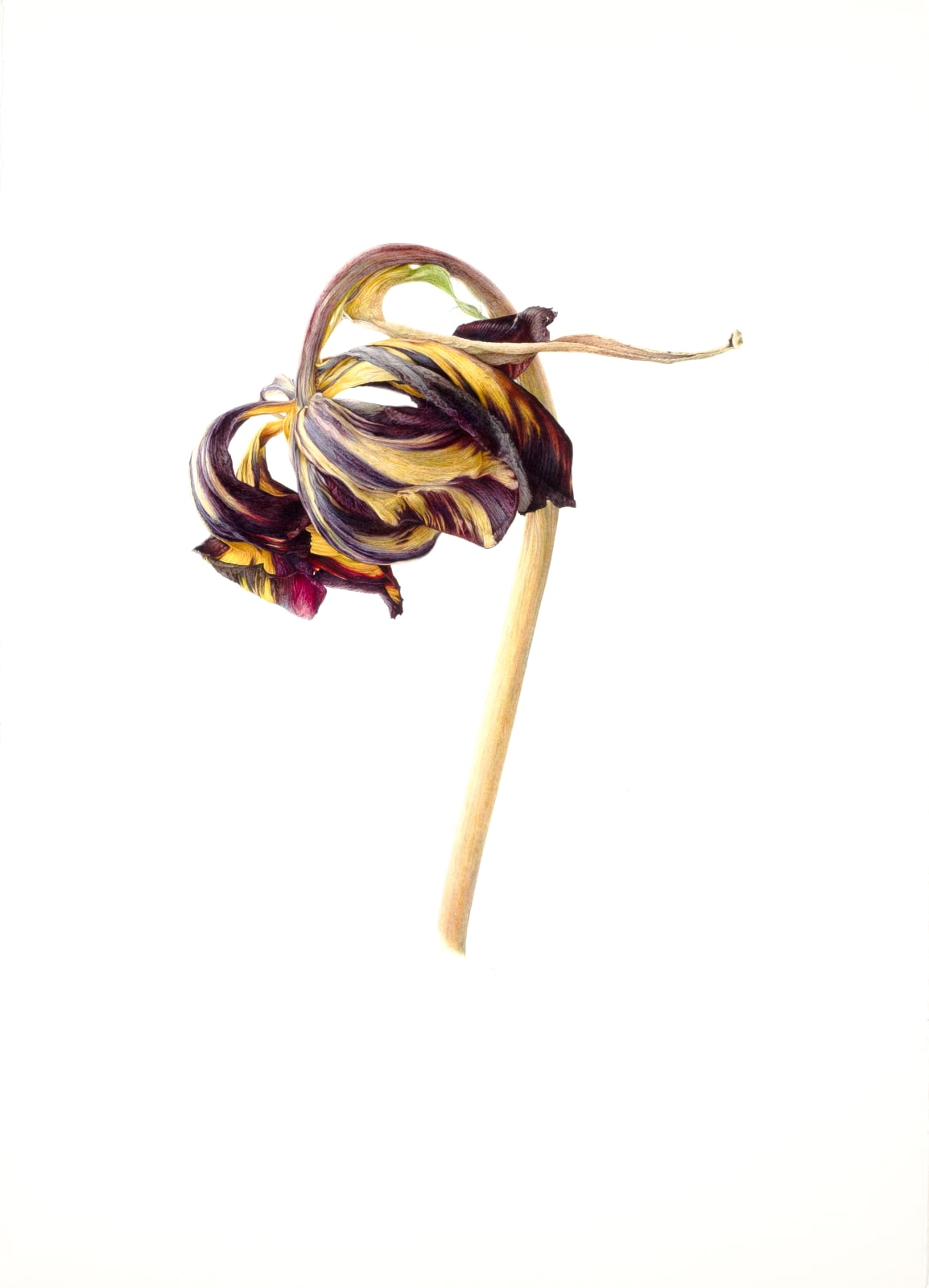 Fiona Strickland, Lord Stanley, 2023