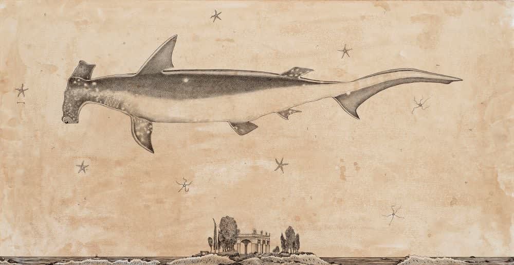 Andrea Collesano, SPHYRNIDAE ( Hammerhead Shark ), 2025