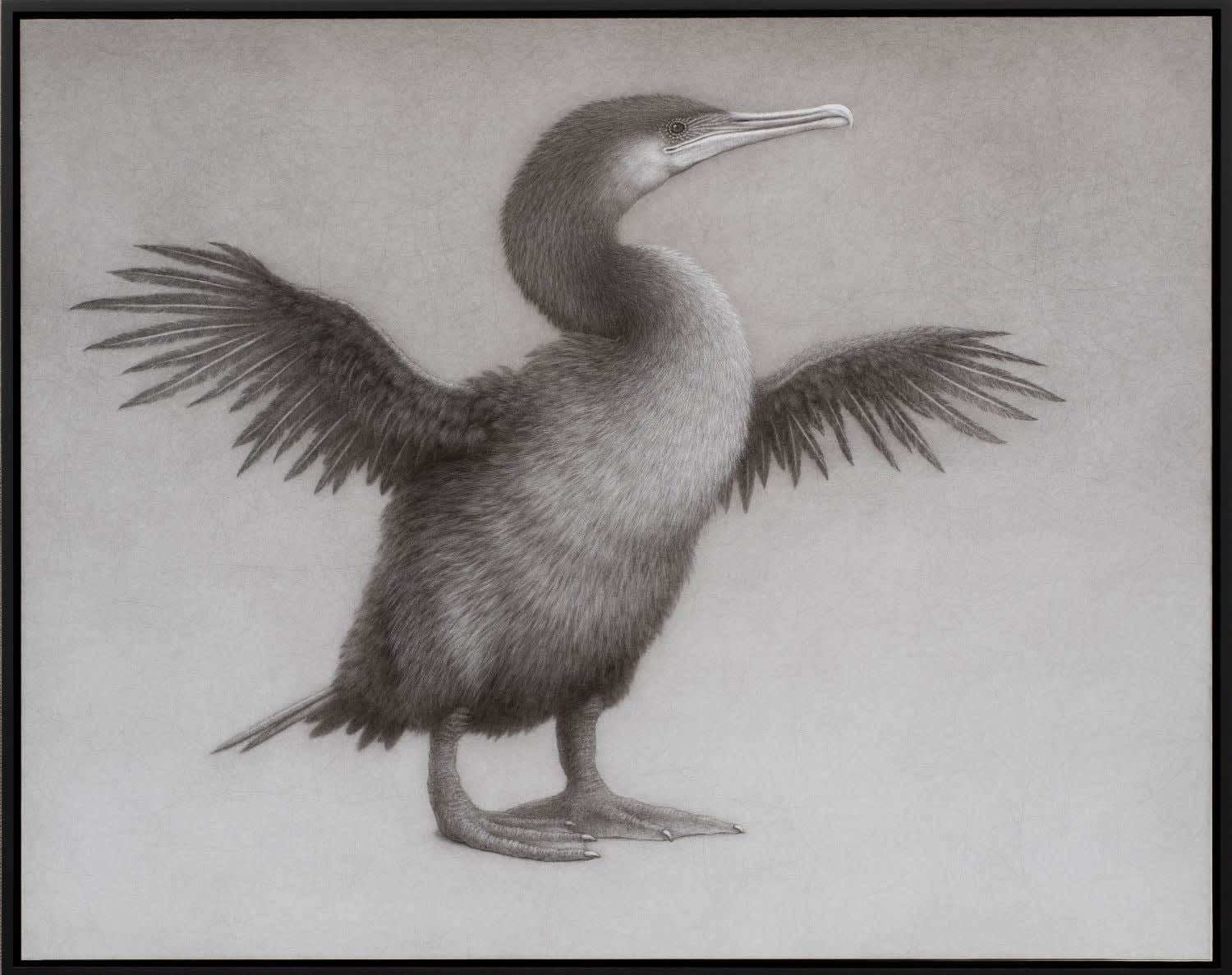 Lee Andre, Flightless Cormorant , 2024