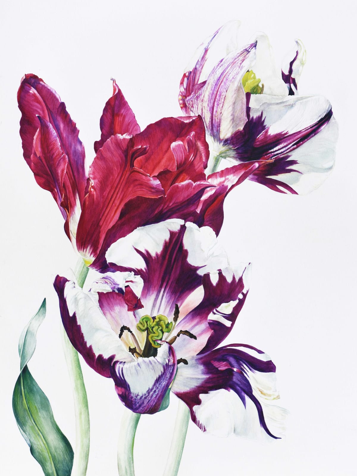 Rosie Sanders, Full Blown Tulips, 2023