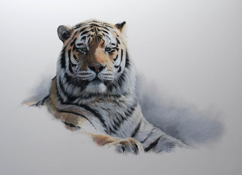 Gary Stinton, 20th Anniversary Exhibition Amur Tiger