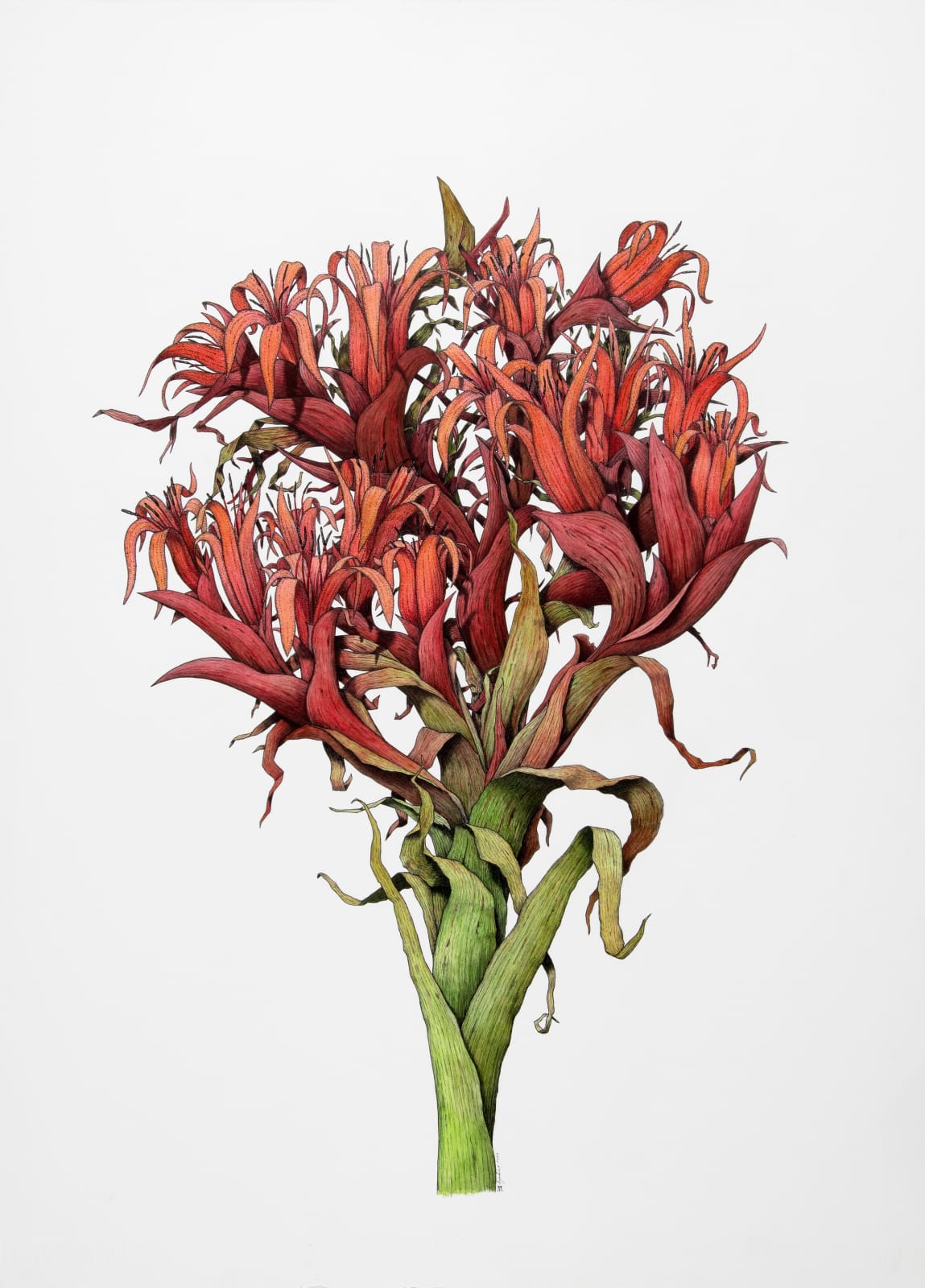 Angus Fisher, Gymea Lily, 2023