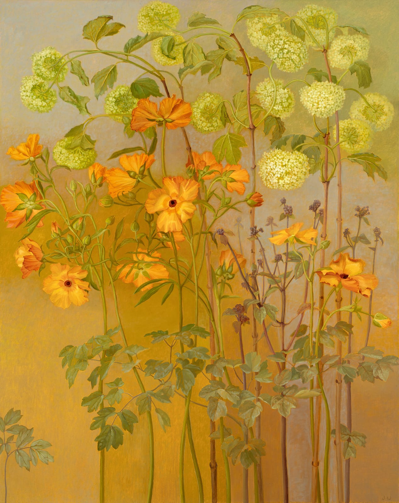 Jane Wormell, Viburnum, Ranunculus & Thalictrum