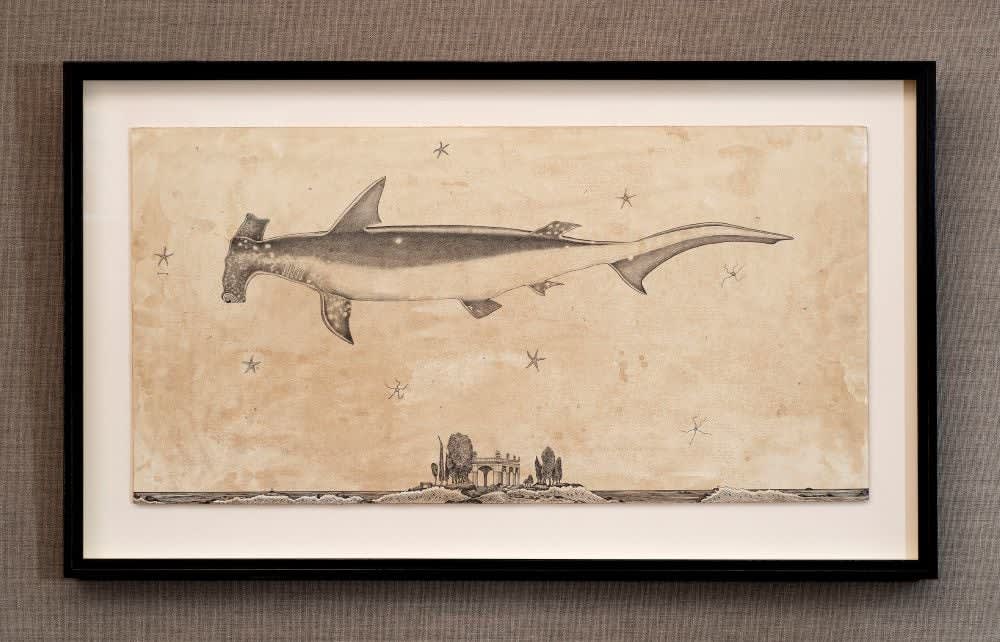 Andrea Collesano, SPHYRNIDAE ( Hammerhead Shark ), 2025