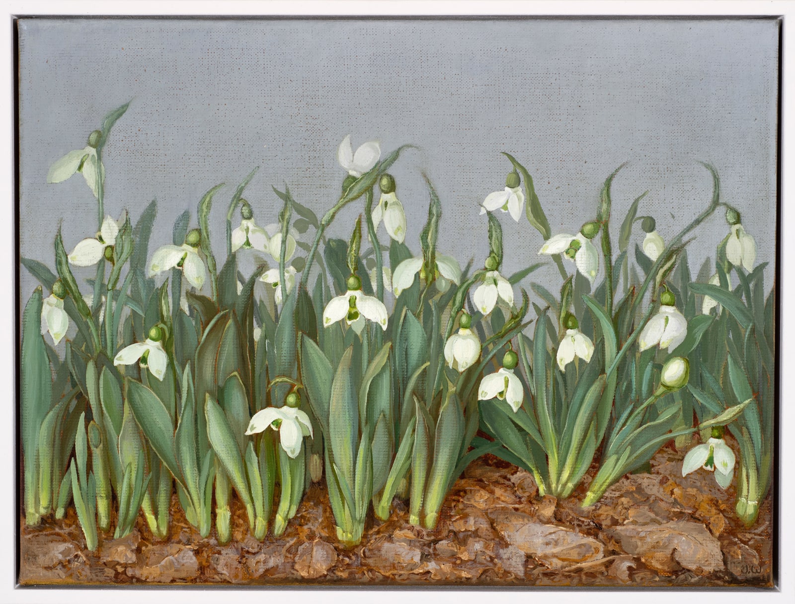 Jane Wormell, Snowdrops