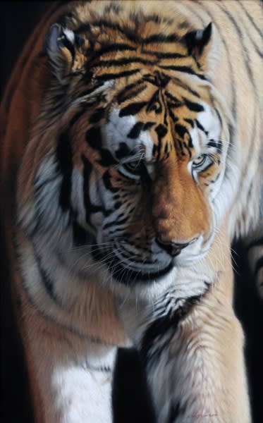 Gary Stinton, Glancing Tiger