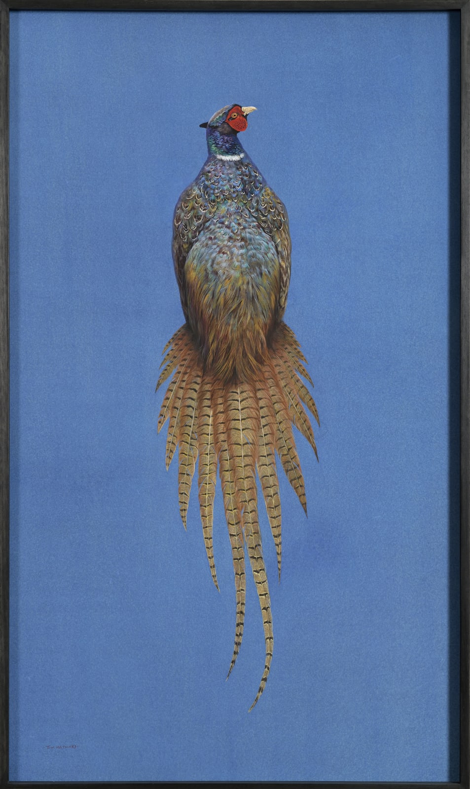 Tim Hayward, Ring-Necked Pheasant - Azure