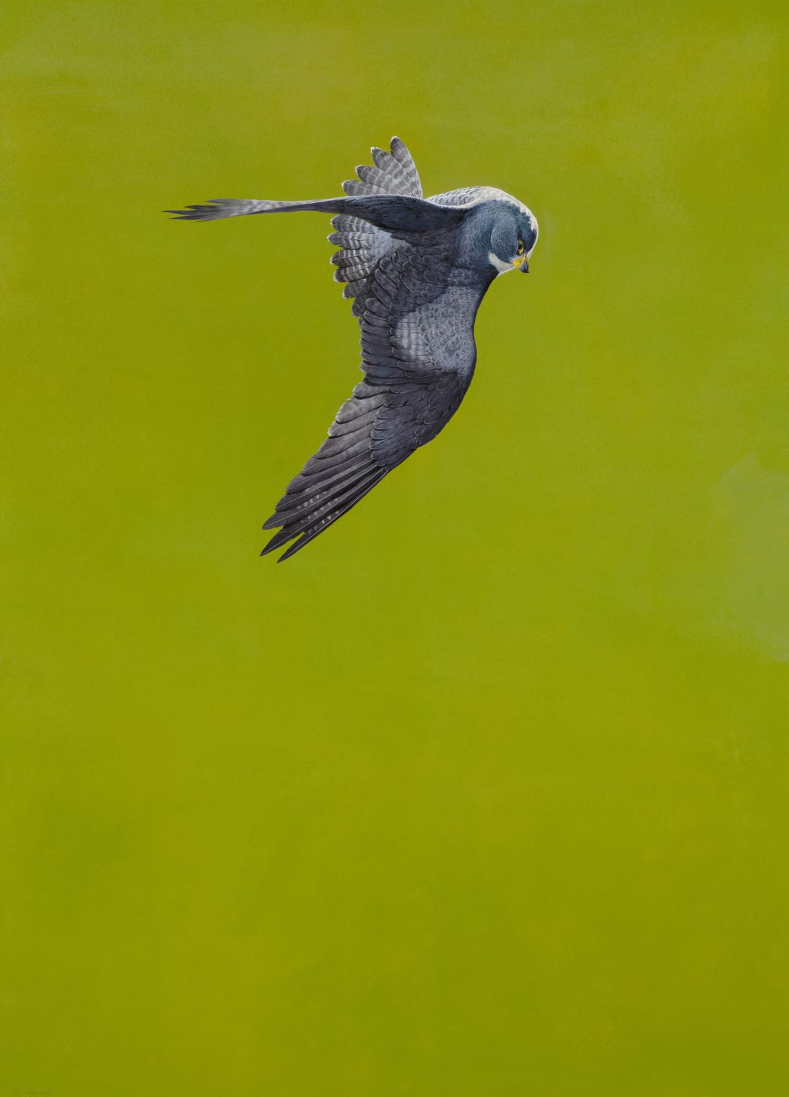 Tim Hayward, Peregrine Falcon - Green, 2023