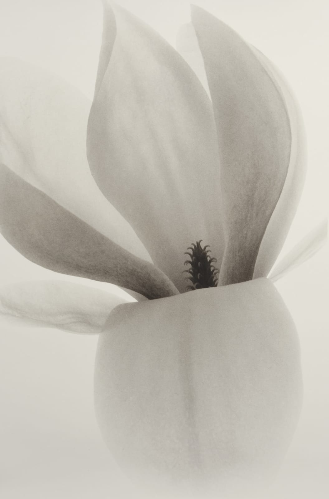 Arthur Meehan, Magnolia 1, 2019