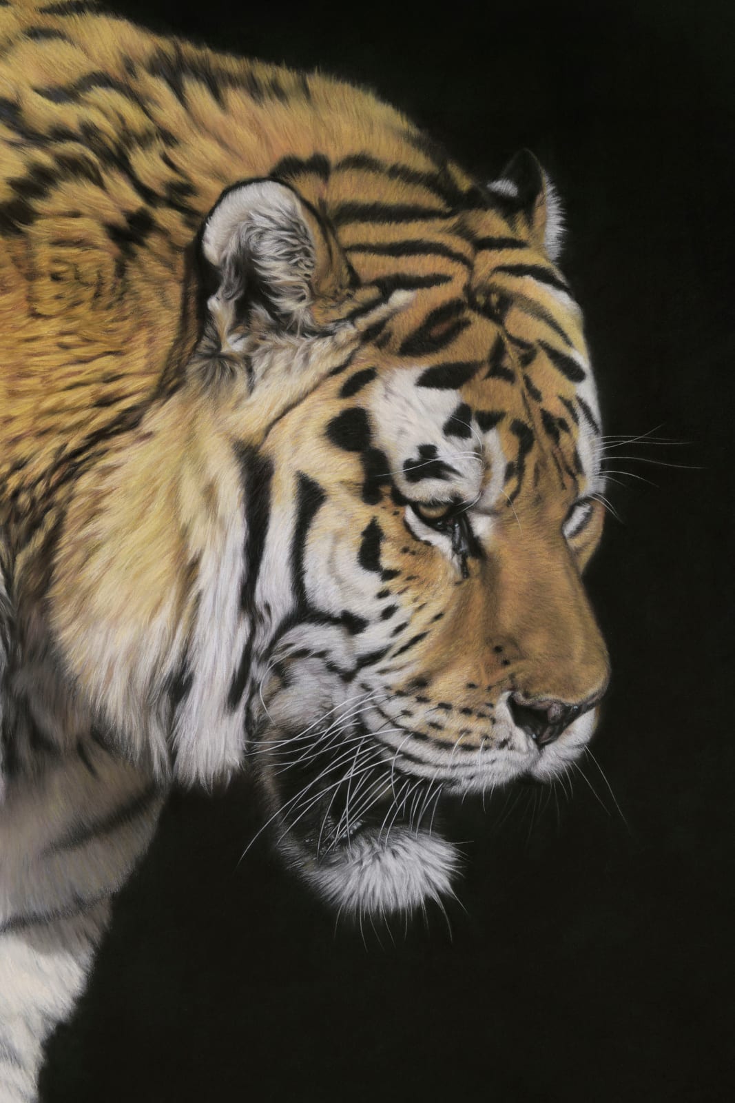 Gary Stinton, Amur Tiger - Close Encounter III, 2016