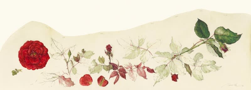Kate Nessler, Red Roses II