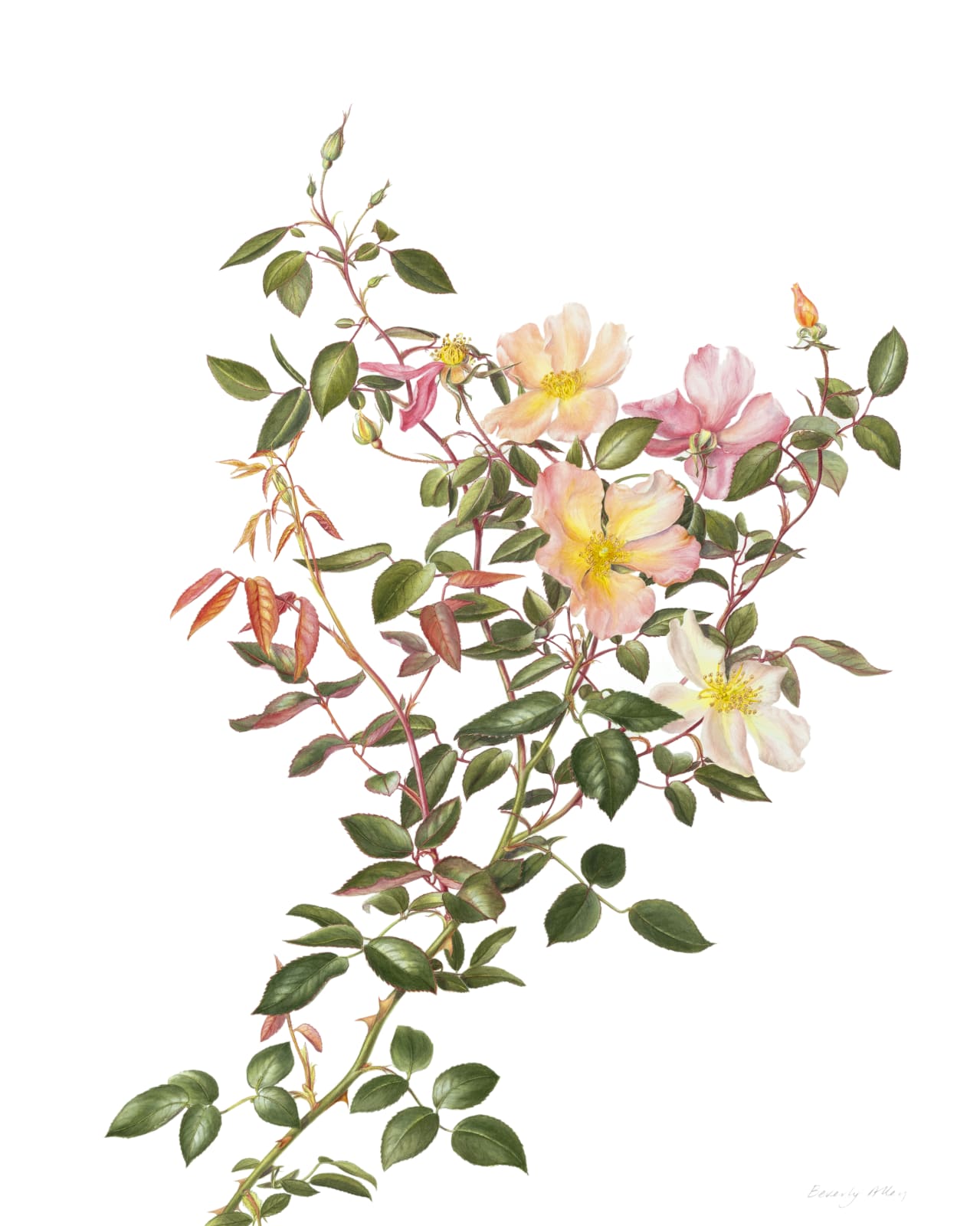 Beverly Allen, ROSA CHINESIS 'MUTABILIS'