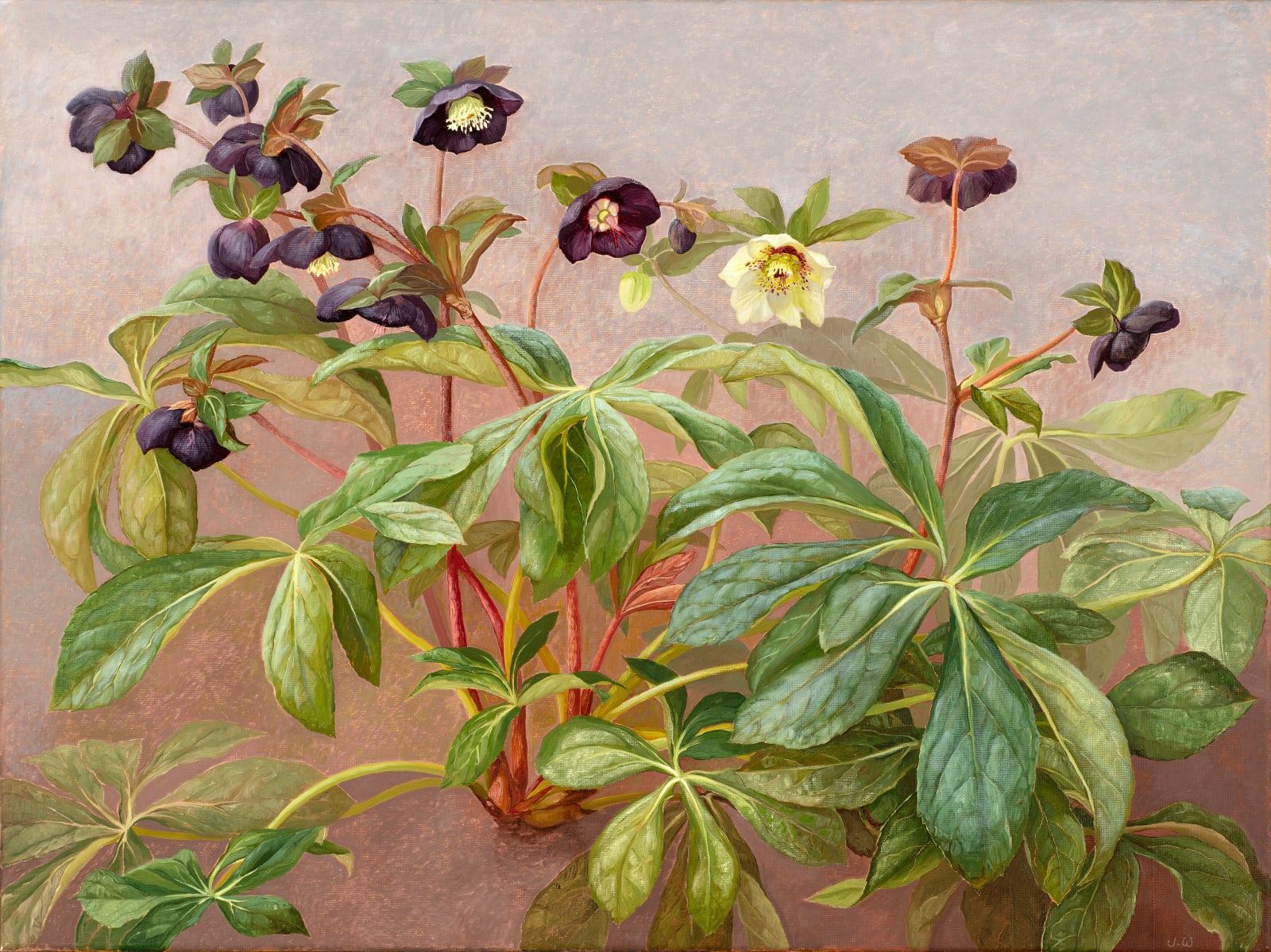 Jane Wormell, Hellebores 1