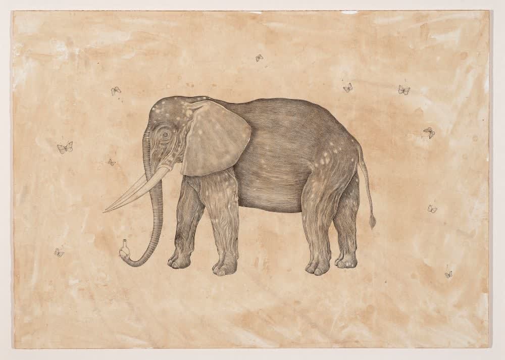 Andrea Collesano, LOXODONTA AFRICANA (Elephant), 2025