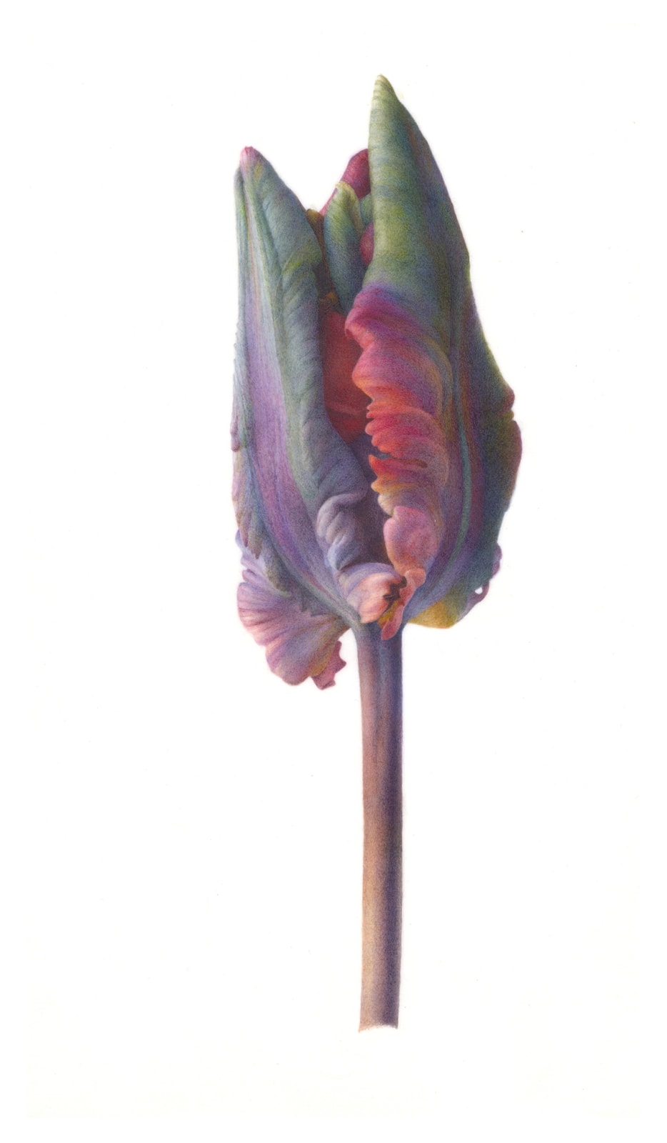 Fiona Strickland, Bud Portrait (Tulipa ‘Blumex Parrot’)