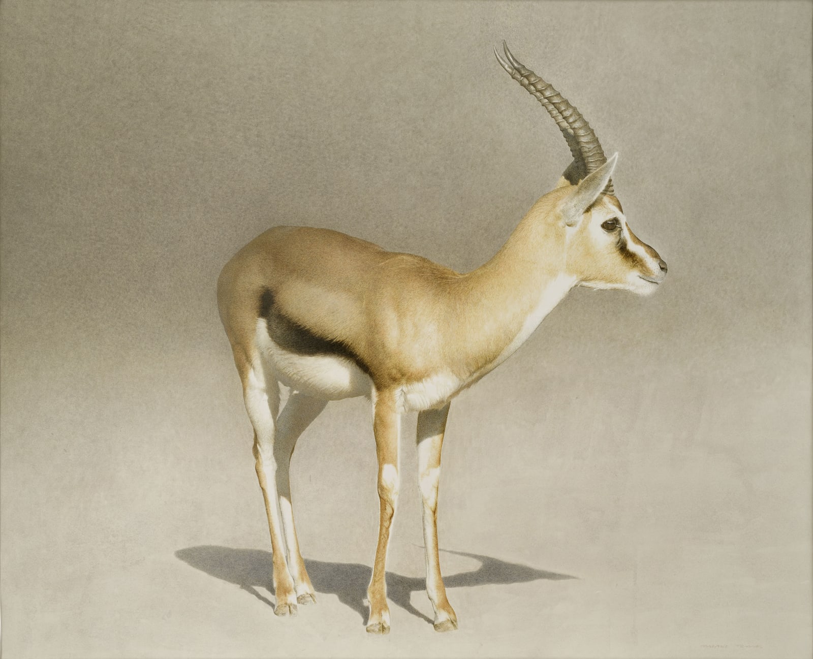 Marzio Tamer, Thomson Male