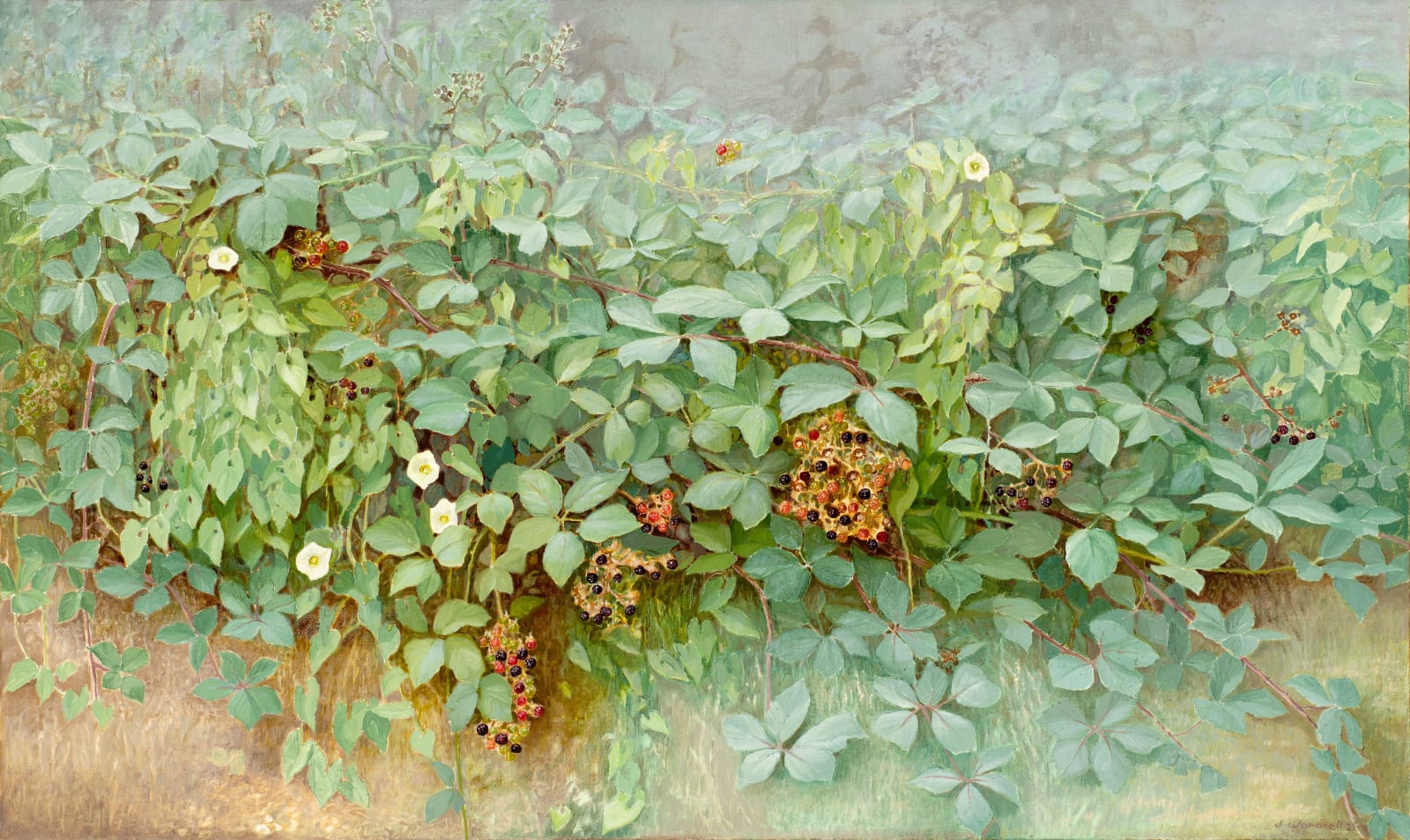 Jane Wormell, Blackberries & Convolvulus