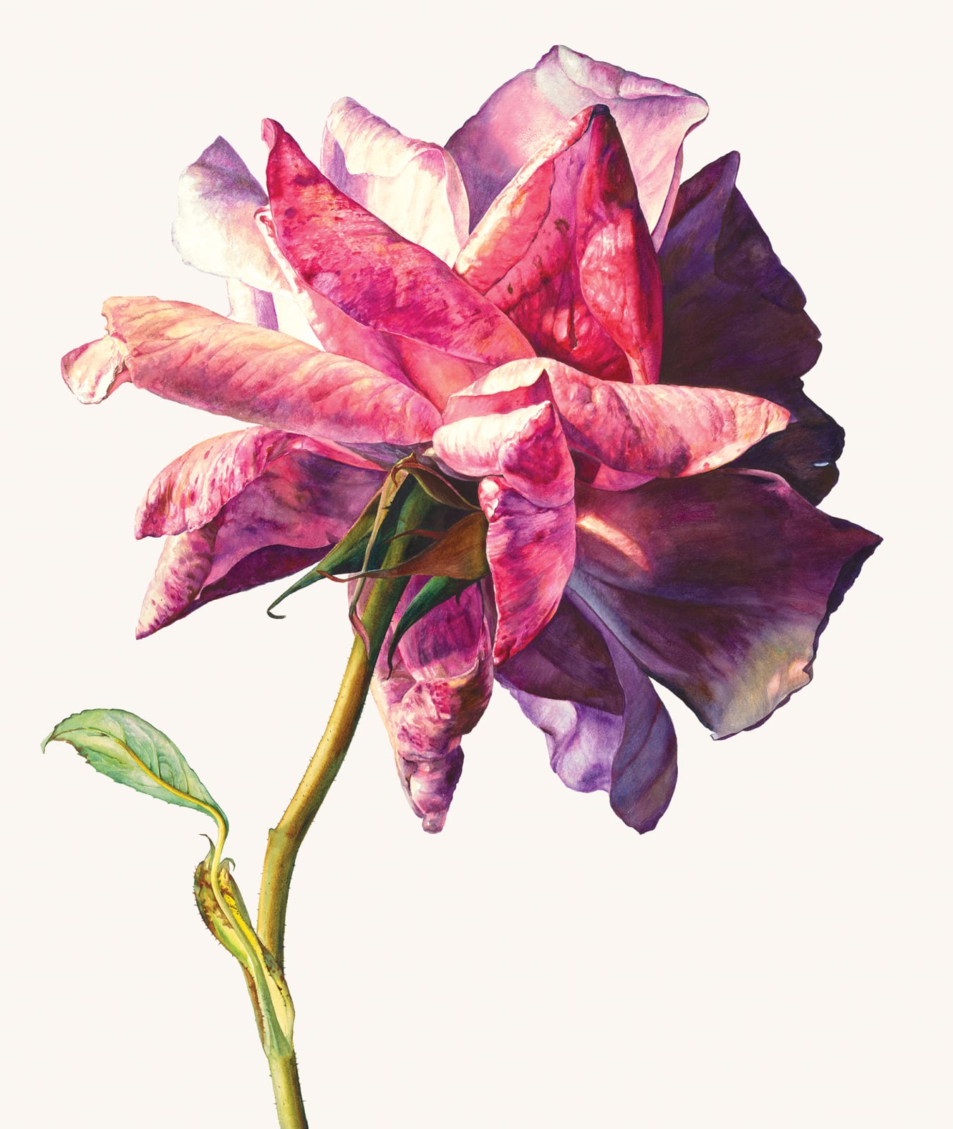 Rosie Sanders, Sue's rose