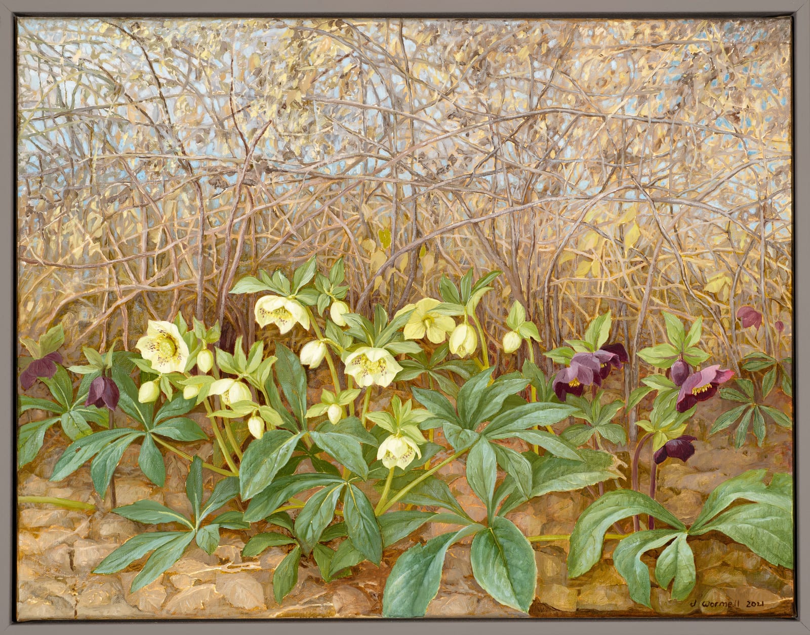 Jane Wormell, Hellebores under Winter Hedge