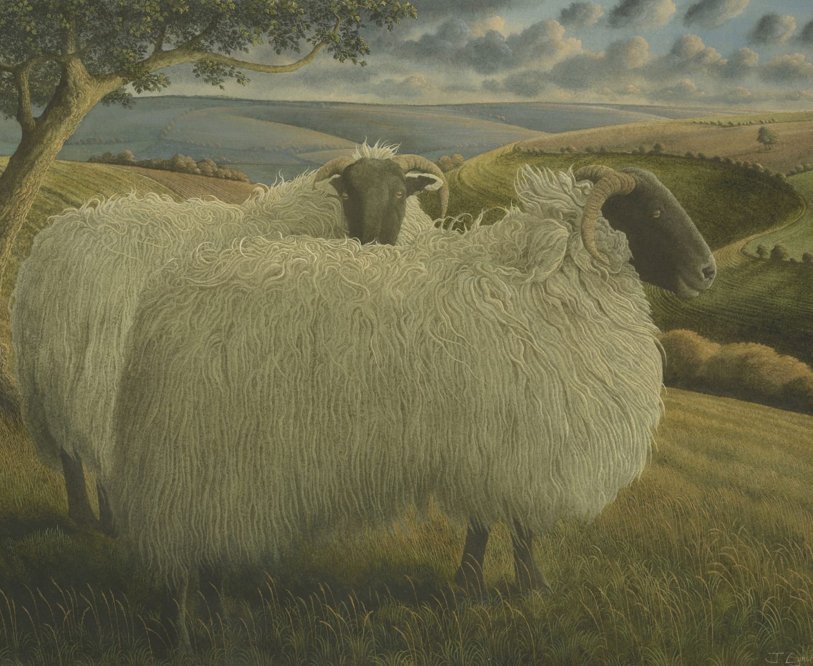 James Lynch, Blackface Sheep