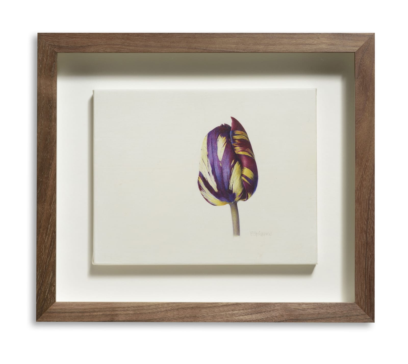 Fiona Strickland, Tulipa ‘Absalon’