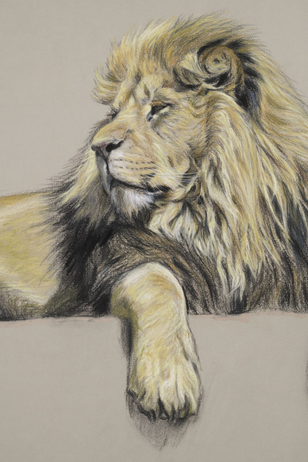 Gary Stinton, Study of African Lion at Rest