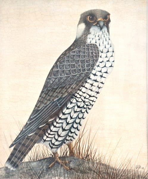 Harriet Bane, Peregrin Falcon