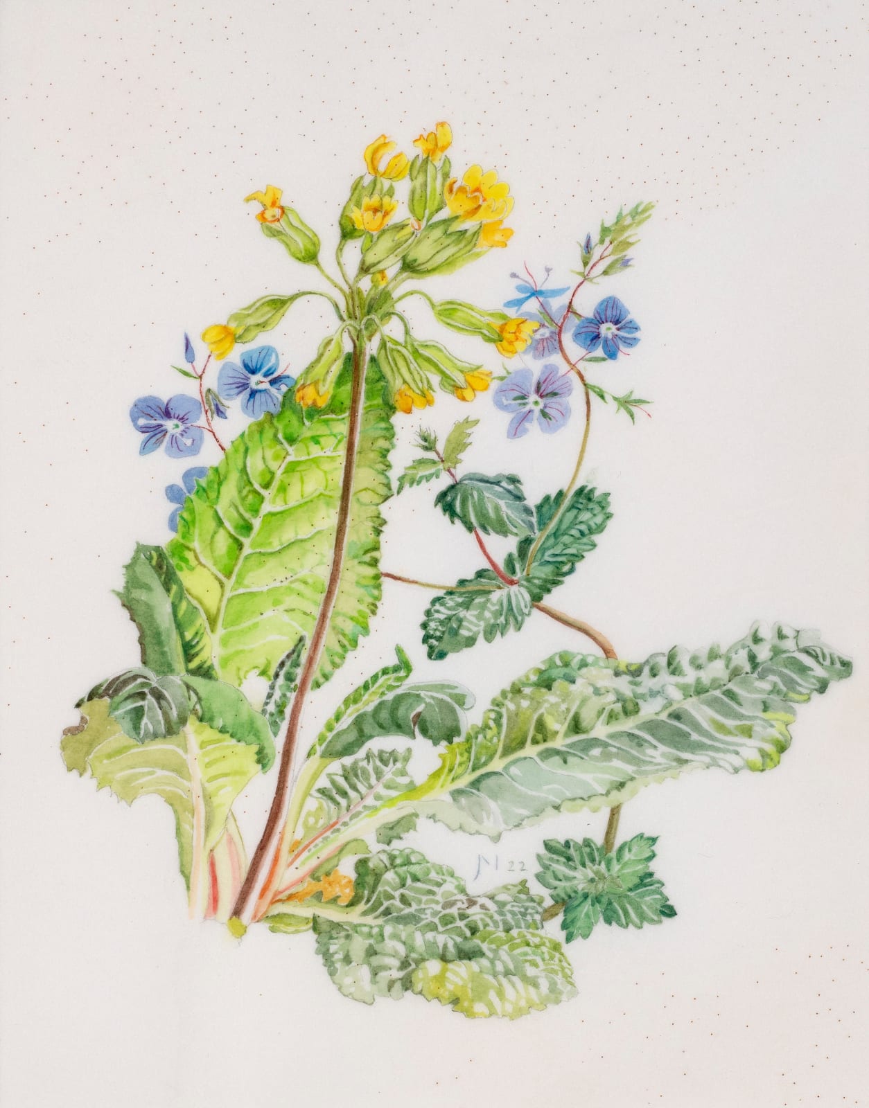 Janet Marsh, Cowslip Primula veris and speedwell veronica chamaedrys, 2022