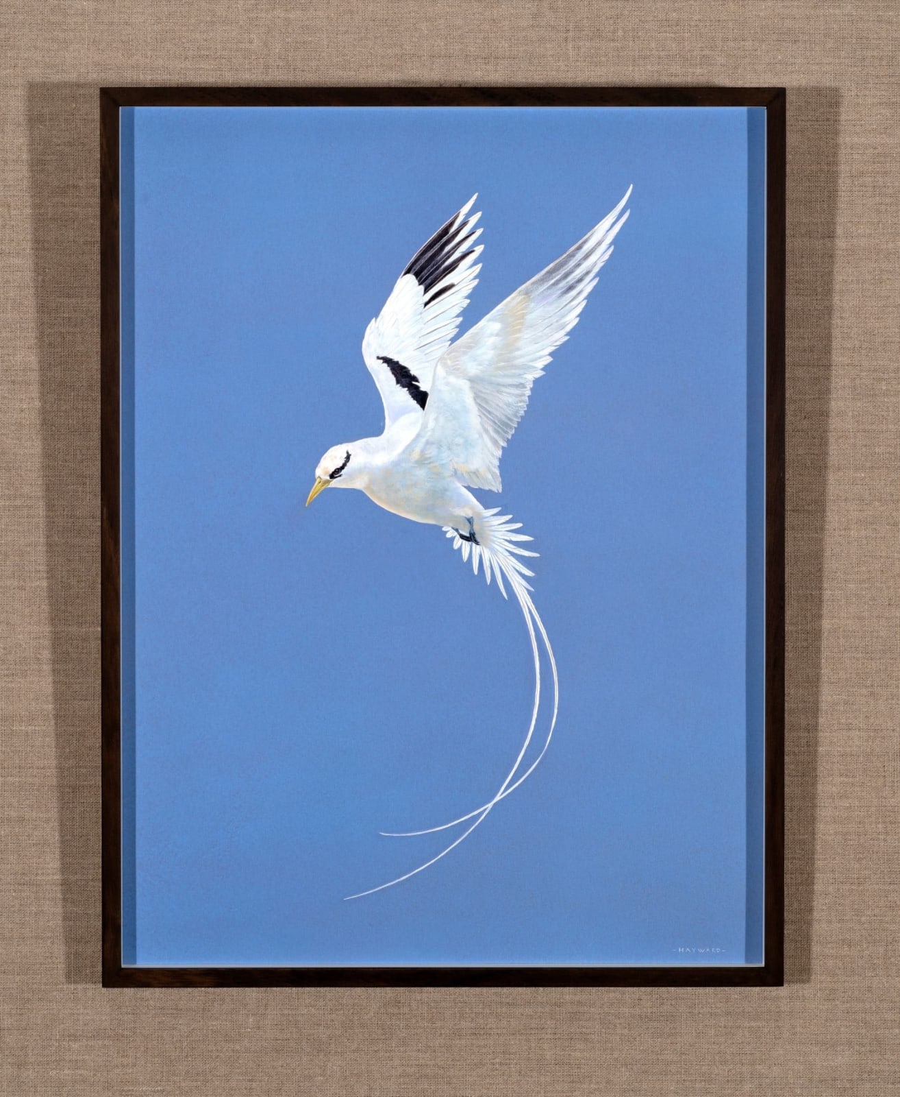 Tim Hayward, Tropic Bird , 2025