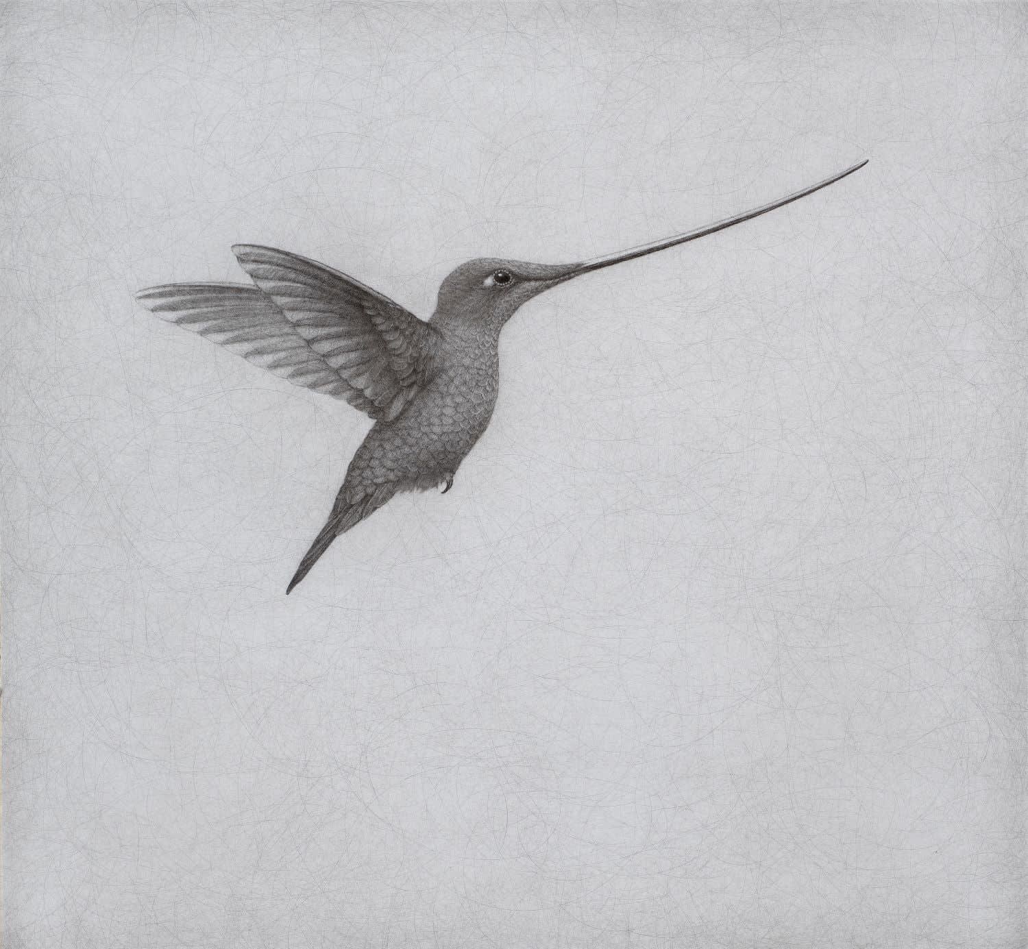 Lee Andre, Sword-billed Hummingbird , 2024