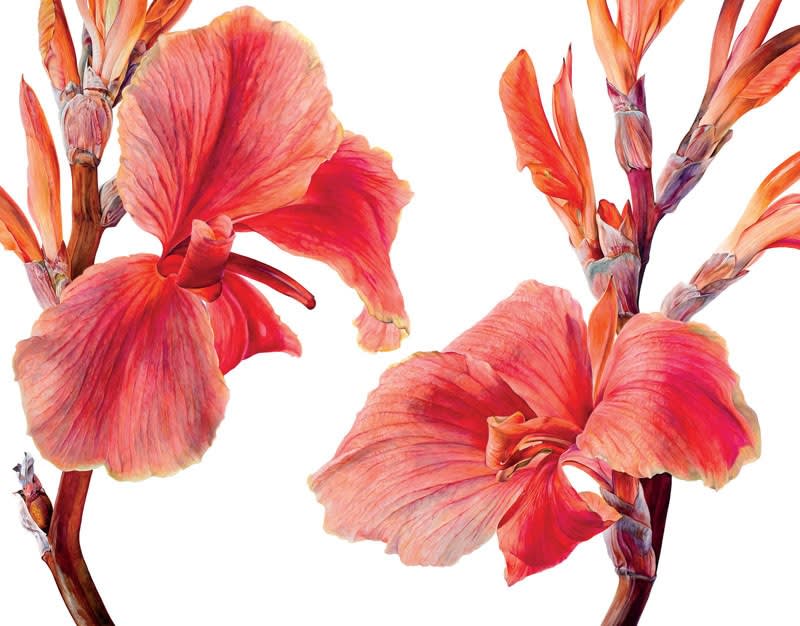 Rosie Sanders, Cannas 2