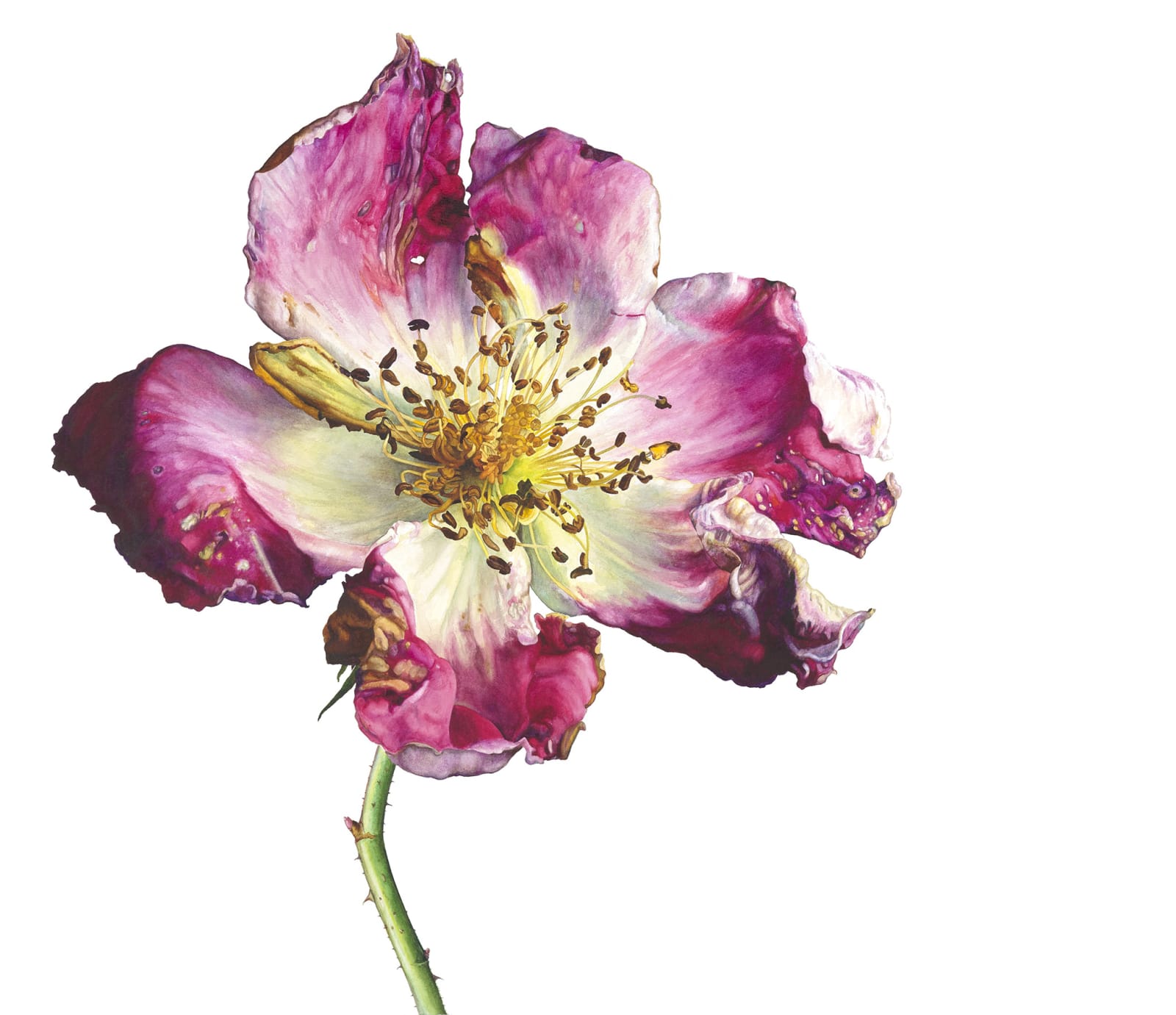 Rosie Sanders, Summer's story