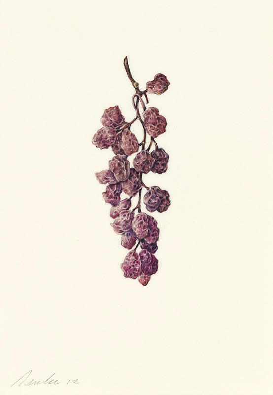 Kate Nessler, Dried Grapes