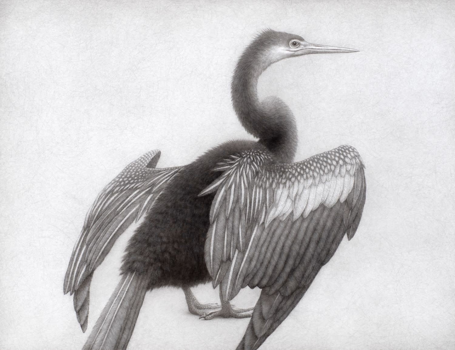 Lee Andre, Anhinga , 2024