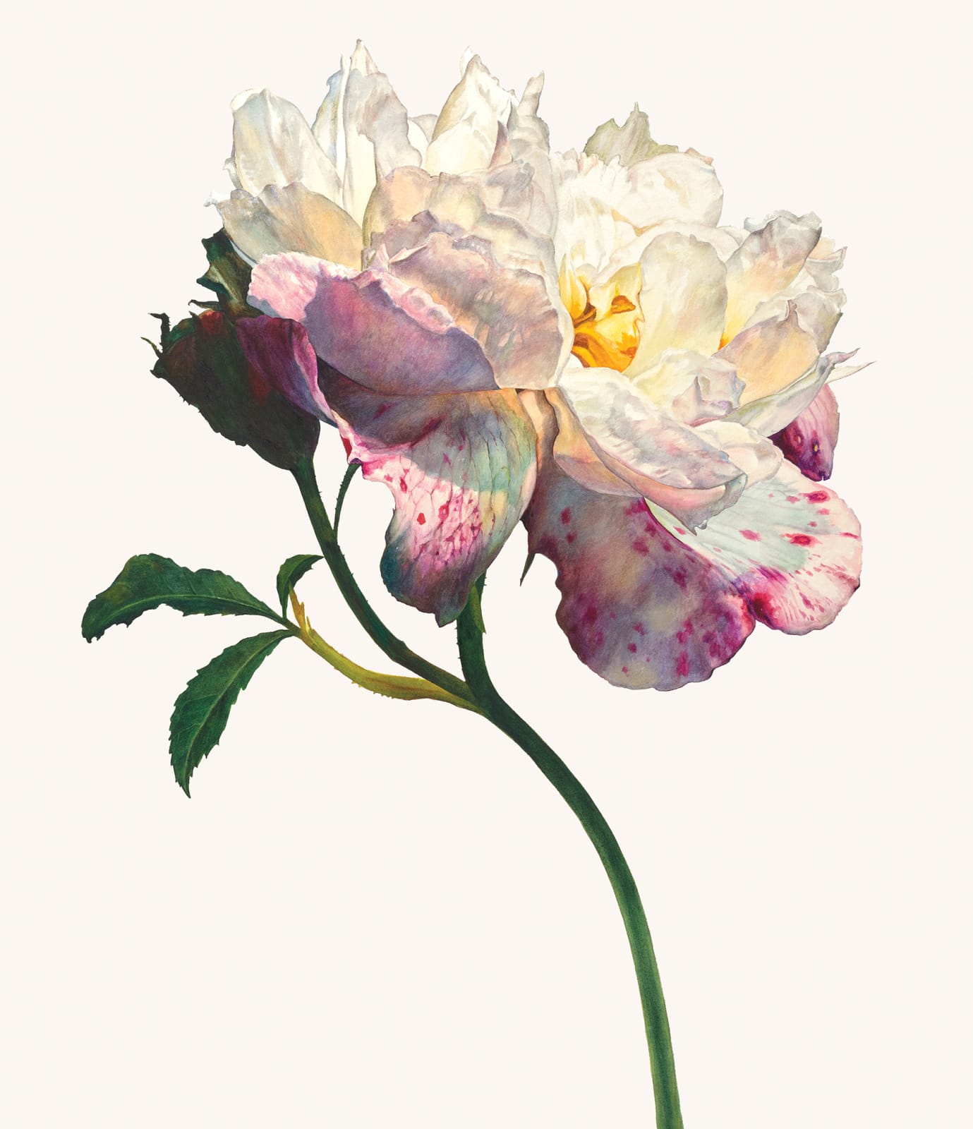 Rosie Sanders, The summer's flower