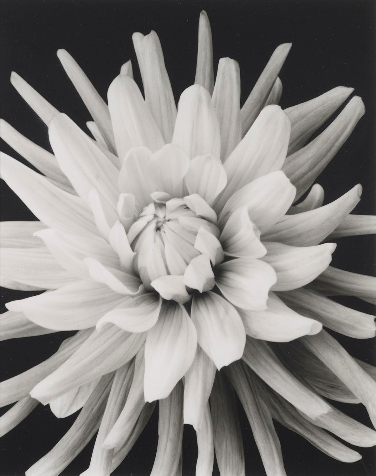 Marc Stanes, Dahlia
