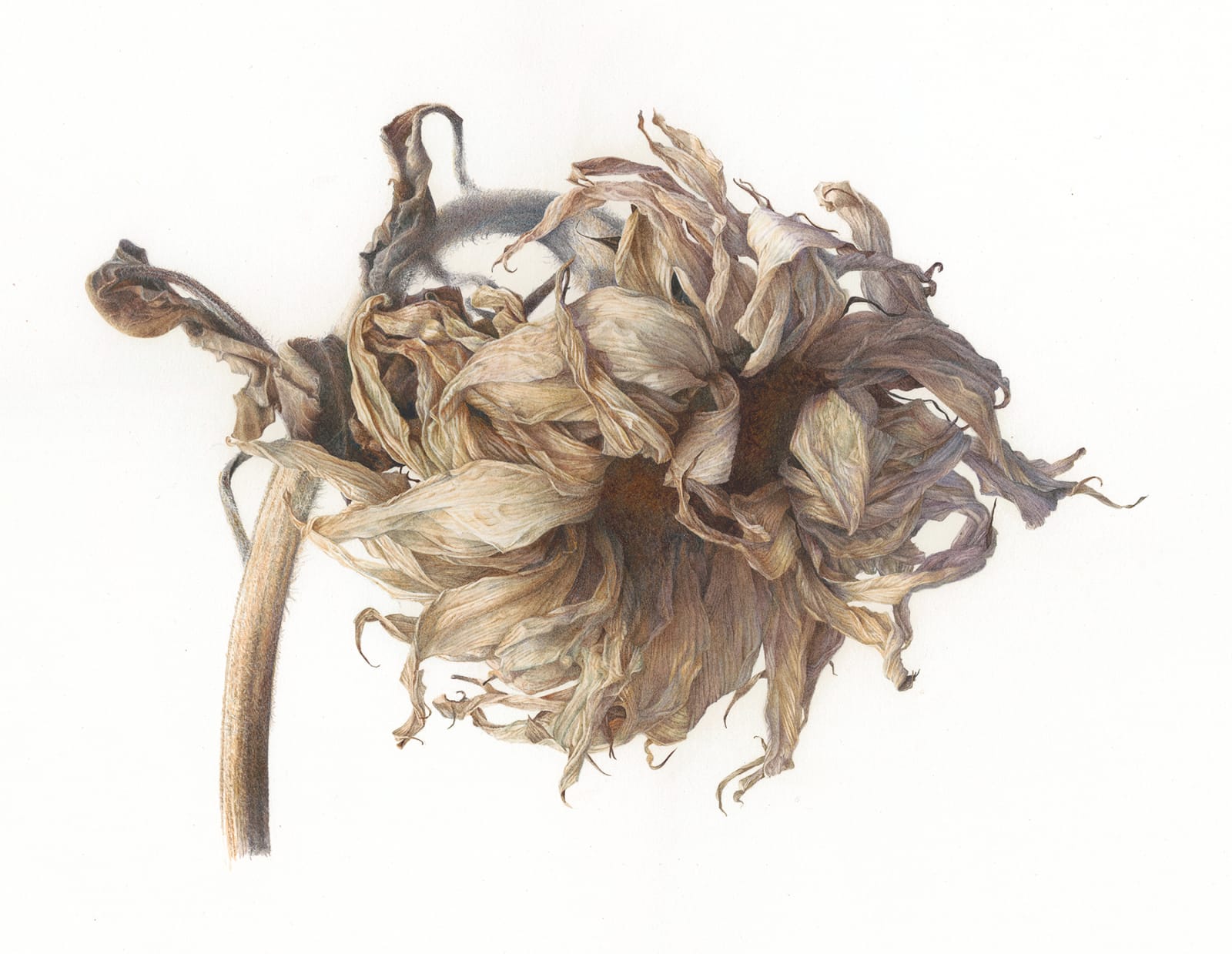 Fiona Strickland, Helianthus, Dried Sunflower