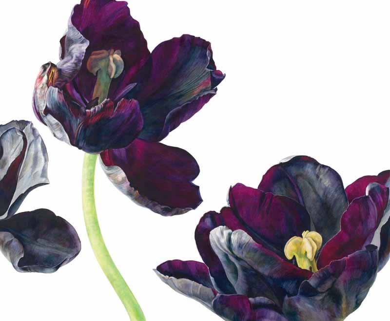 Rosie Sanders, Black Tulip, Paul Sheerer