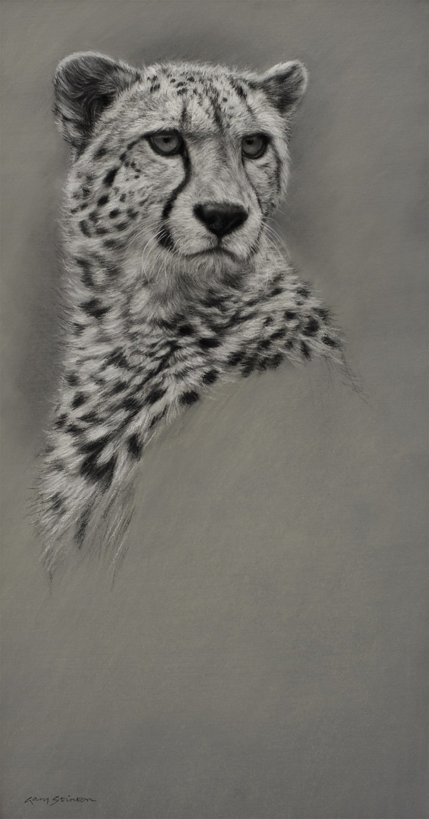 Gary Stinton, Study of Cheetah