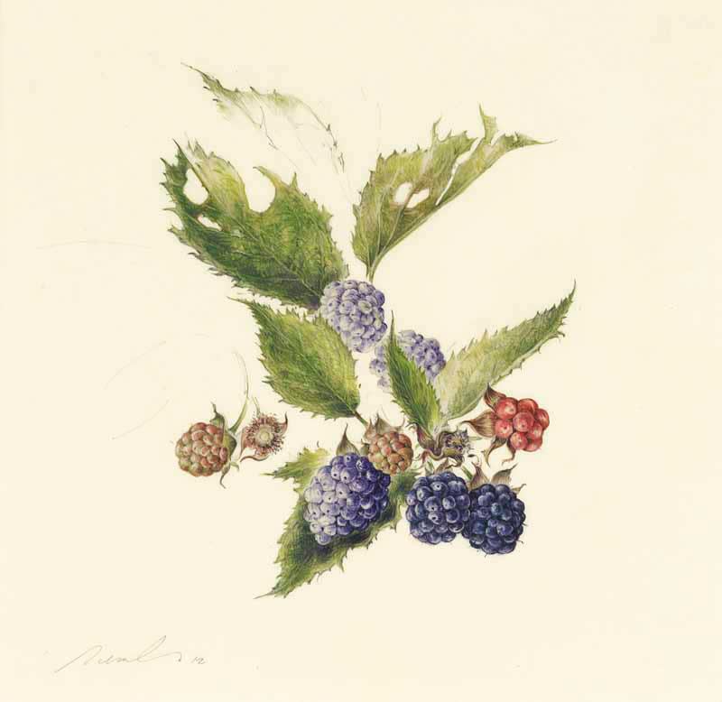 Kate Nessler, Blackberry 1