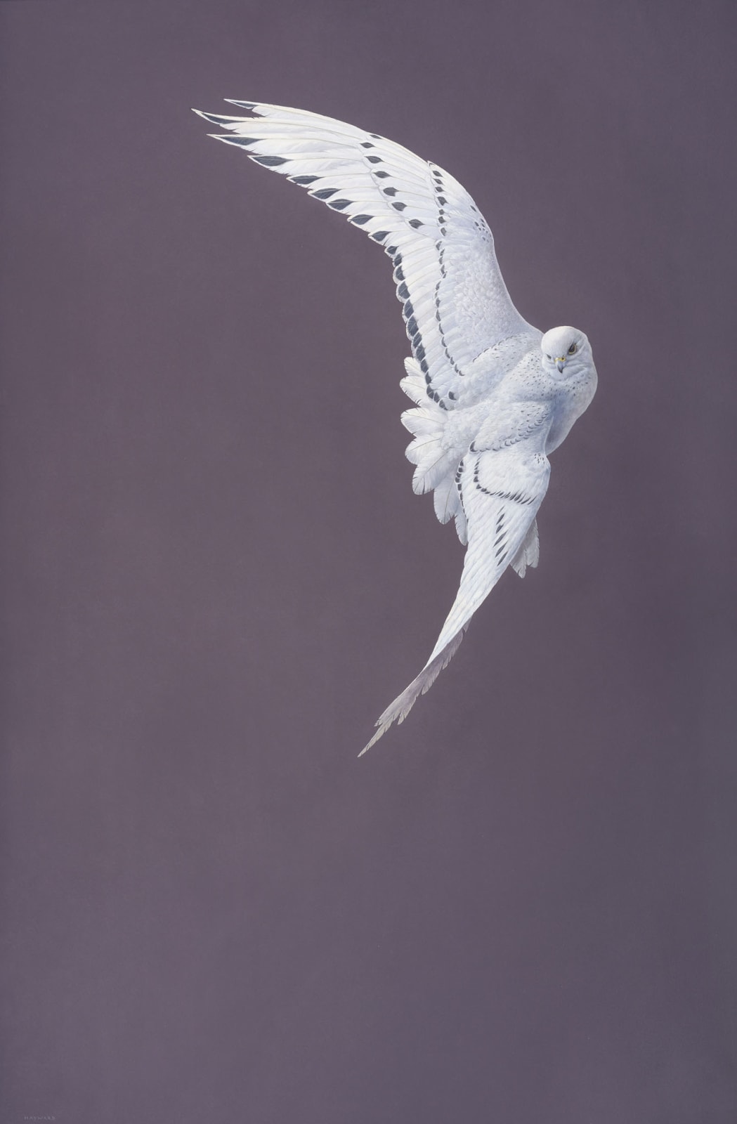 Tim Hayward, Arc - Damson