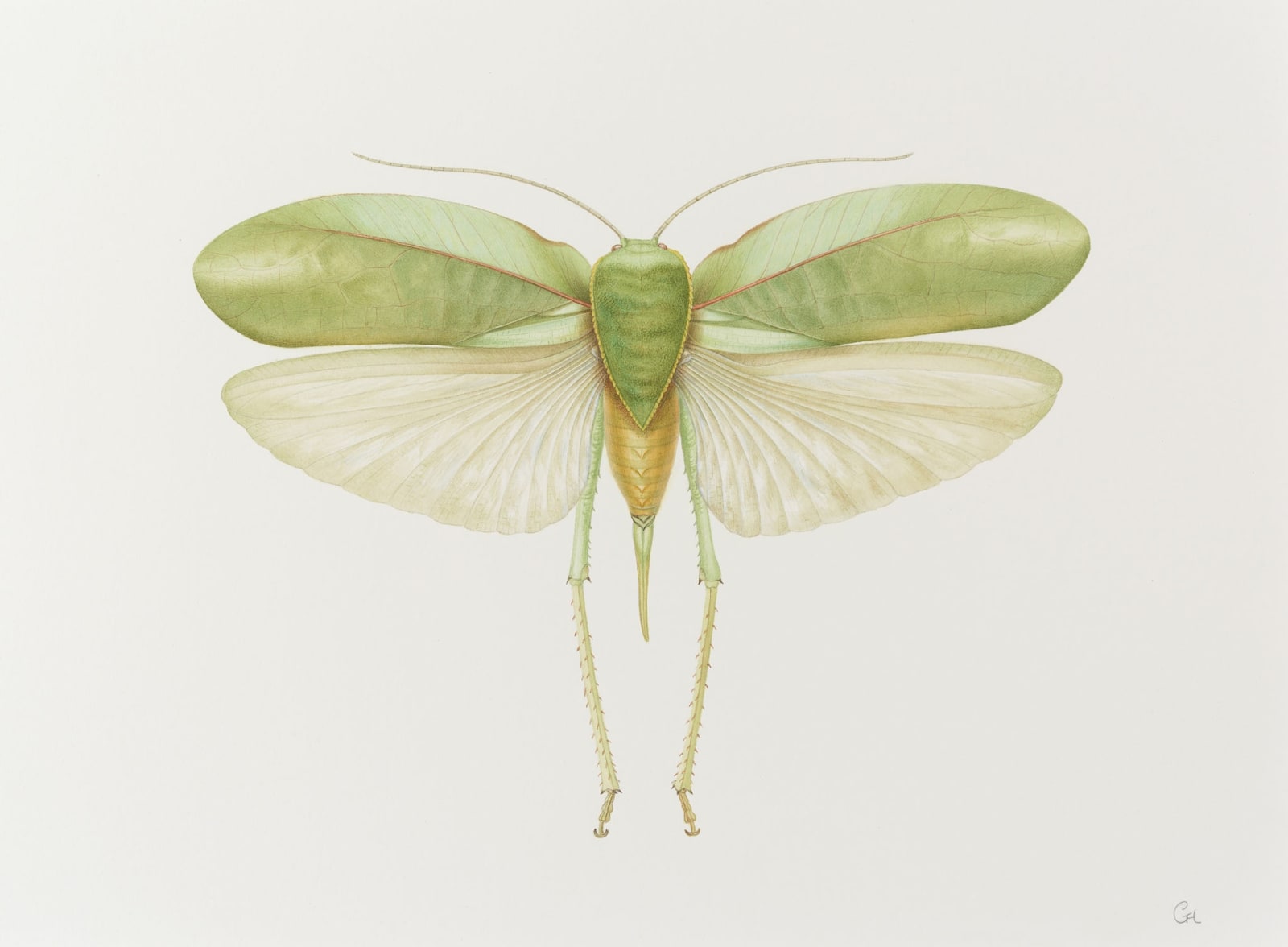 Georita Harriott, Long Horned Grasshopper - Phyllopora grandis