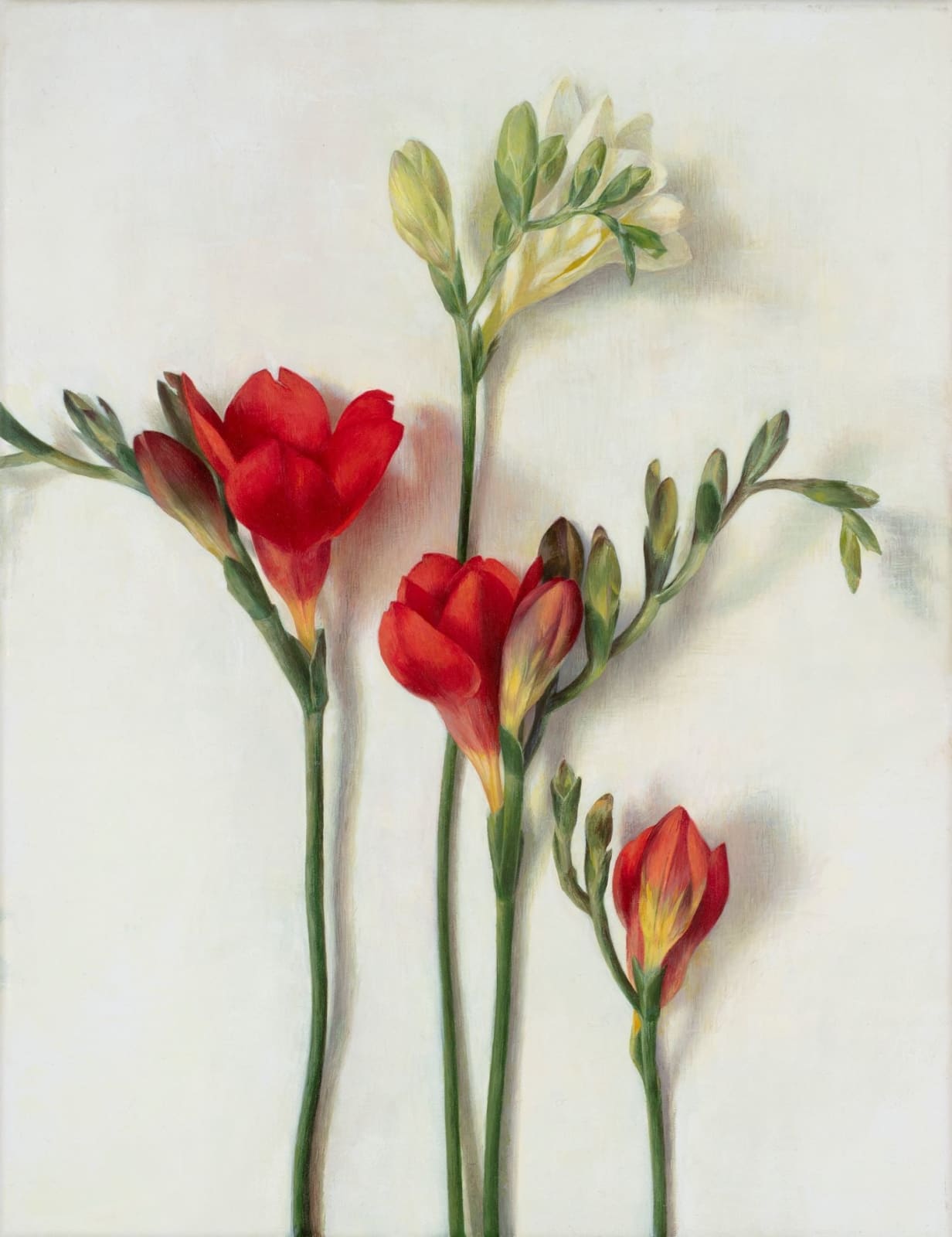 Susan Angharad Williams, Red and White Freesias, 2024