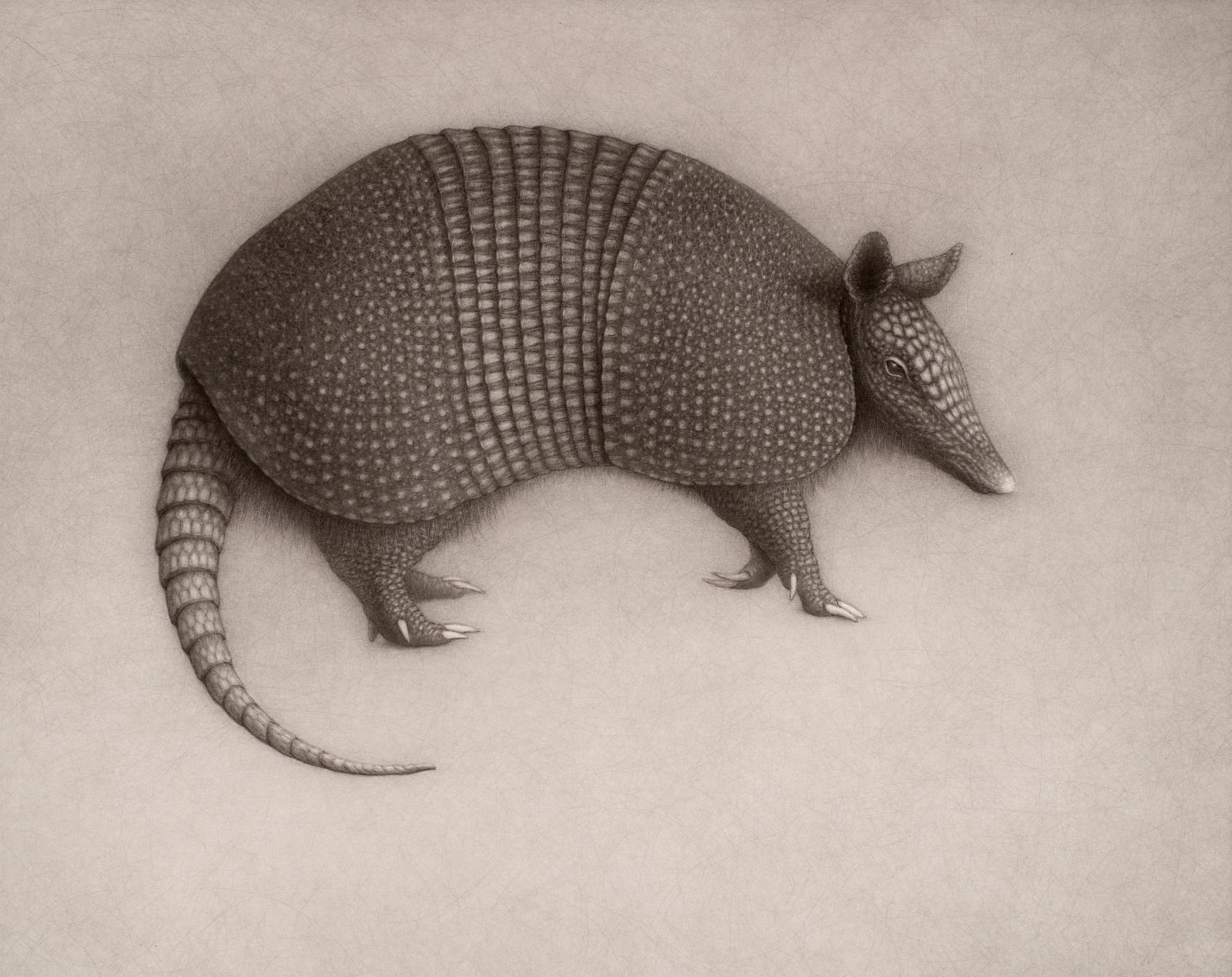 Lee Andre, Armadillo, 2022