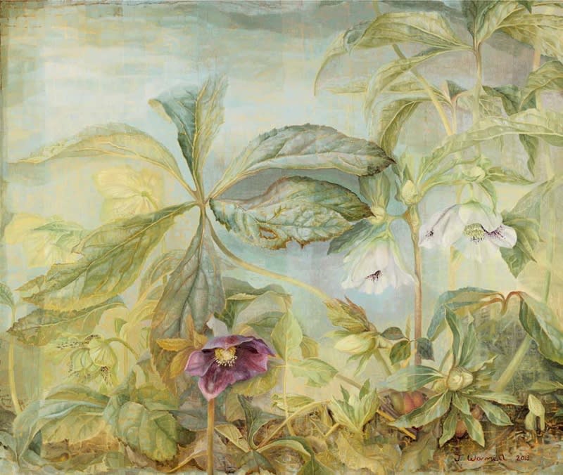 Jane Wormell, Hellebores